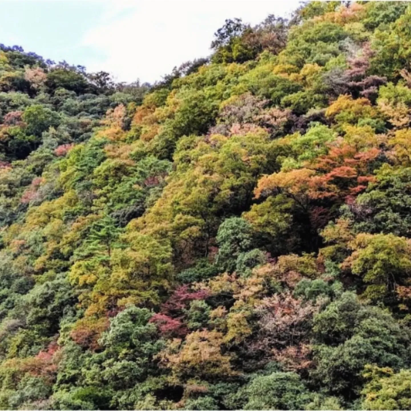 吉野川市の魅力 vol.1